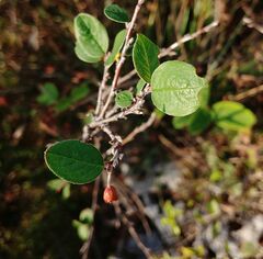 Cotoneaster tomentosus