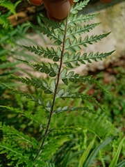 Pityrogramma calomelanos