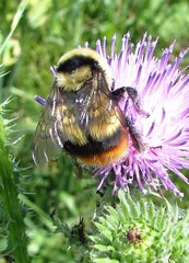 Bombus cullumanus
