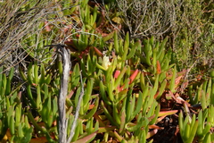 Carpobrotus edulis edulis