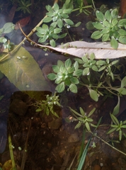 Callitriche