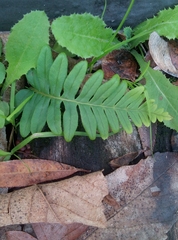 Polypodium vulgare