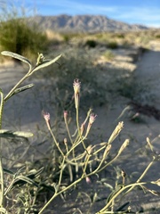 Palafoxia arida arida