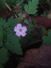 Geranium robertianum