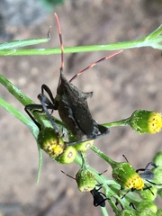 Elasmopoda valga