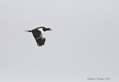 Haliaeetus pelagicus