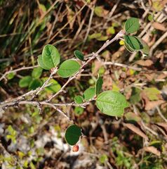 Cotoneaster tomentosus