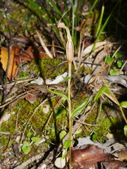 Pterostylis alobula