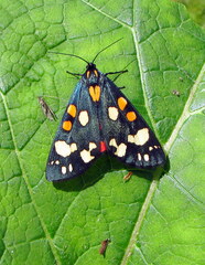 Callimorpha dominula