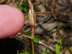 Pterostylis alobula