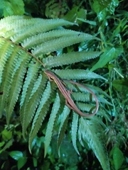 Takydromus sexlineatus