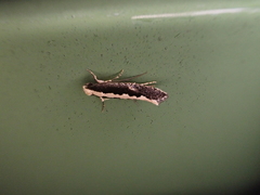 Monopis crocicapitella