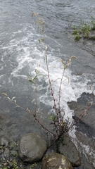 Persicaria lapathifolia lanata