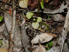 Pterostylis alobula