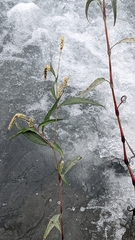 Persicaria lapathifolia lanata