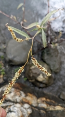 Persicaria lapathifolia lanata