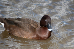 Aythya australis
