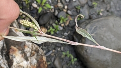 Persicaria lapathifolia lanata