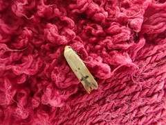 Tachystola hemisema