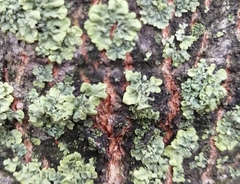 Phaeophyscia orbicularis