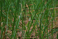 Eleocharis sphacelata