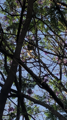Colobus caudatus