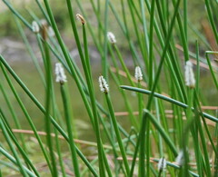 Eleocharis sphacelata