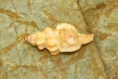 Chicoreus denudatus