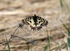 Zerynthia polyxena