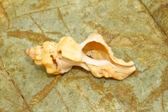 Chicoreus denudatus
