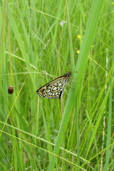 Heteropterus morpheus