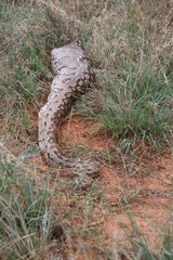 Python natalensis