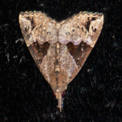 Hypena jugalis