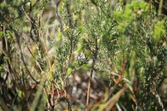 Dichromodes confluaria