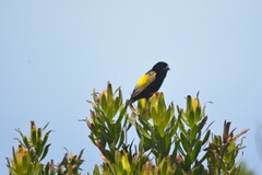 Euplectes capensis capensis