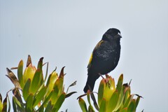 Euplectes capensis capensis