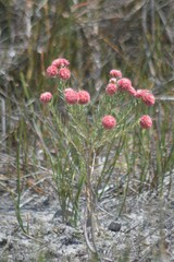 Lachnaea densiflora