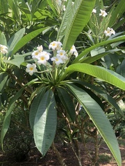 Plumeria
