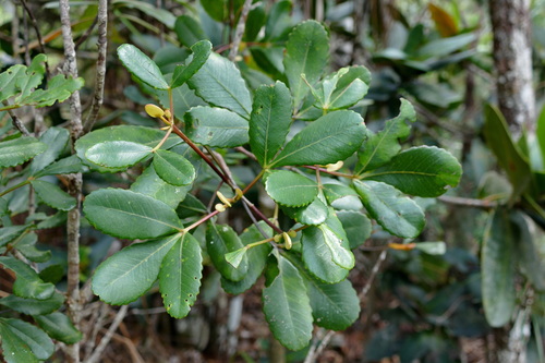 Pterophylla dichotoma observed 2022-11-03