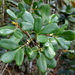 Pterophylla dichotoma monticola - Photo (c) benoit_henry, algunos derechos reservados (CC BY-NC)