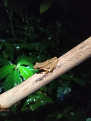 Chalcorana chalconota