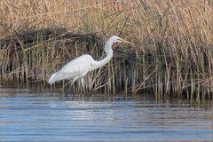 Ardea alba