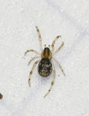 Episinus