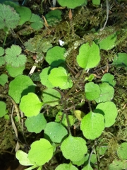 Lagenophora strangulata