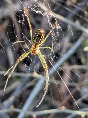 Leucauge dromedaria