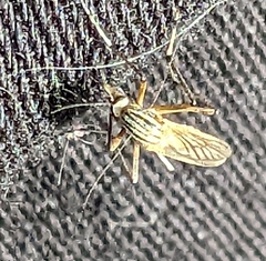 Aedes vittiger