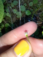 Lagenophora strangulata