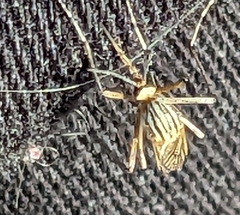 Aedes vittiger