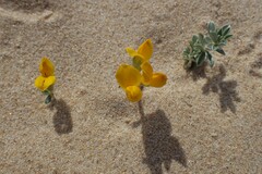 Lotus creticus