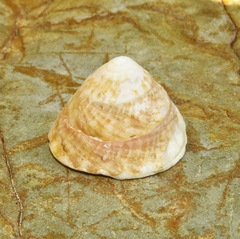 Astralium tentoriiforme